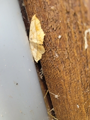 Campaea perlata