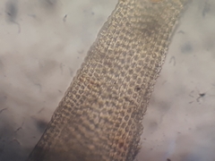 Macromitrium gracile