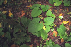 Eurybia schreberi