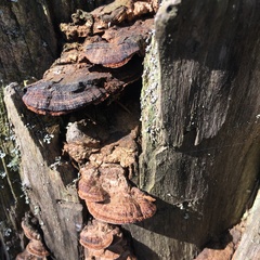 Rhodofomes cajanderi