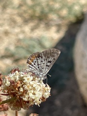 Euphilotes bernardino