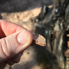 Rhodofomes cajanderi