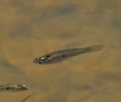 Poecilia vivipara