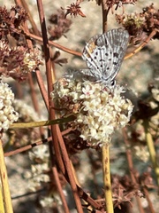 Euphilotes bernardino