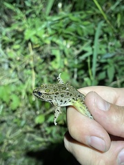 Lithobates blairi