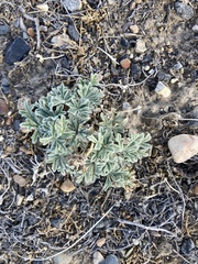 Sphaeralcea grossulariifolia