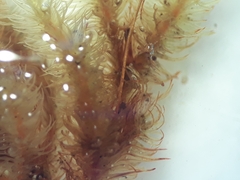 Macromitrium gracile