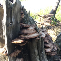 Rhodofomes cajanderi