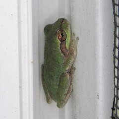 Hyla femoralis
