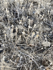 Micropus californicus