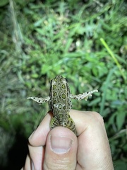 Lithobates blairi