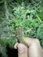 Lithobates blairi