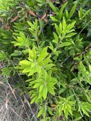 Morella californica