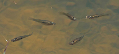 Poecilia vivipara