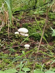 Lycoperdon perlatum