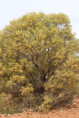 Acacia cambagei