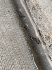 Odontomachus desertorum