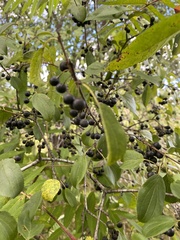 Frangula alnus
