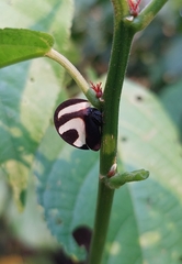 Membracis foliatafasciata
