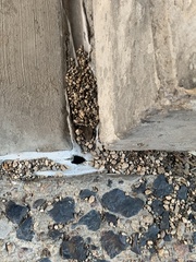 Odontomachus desertorum