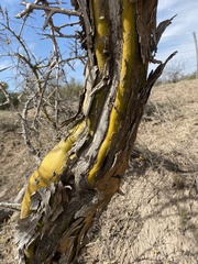 Geoffroea decorticans