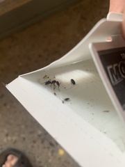 Odontomachus desertorum