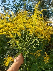 Solidago altissima