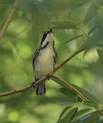 Setophaga nigrescens
