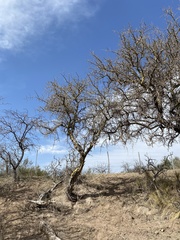 Geoffroea decorticans
