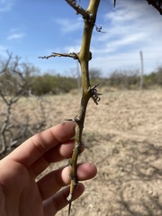 Geoffroea decorticans