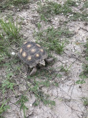Gopherus berlandieri