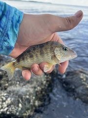 Orthopristis chrysoptera