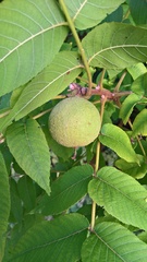Juglans nigra