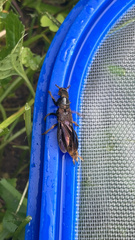 Platydracus maculosus