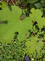 Vitis aestivalis