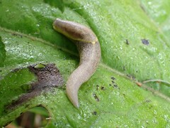 Prophysaon foliolatum
