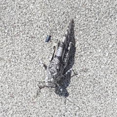 Sphingonotus caerulans