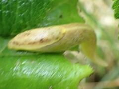 Prophysaon foliolatum