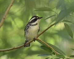 Setophaga nigrescens