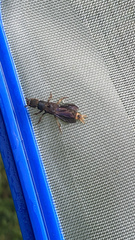 Platydracus maculosus