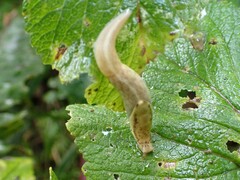 Prophysaon foliolatum