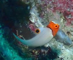 Cetoscarus ocellatus