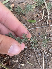 Glandularia tenera