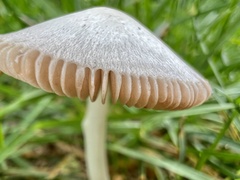 Volvariella