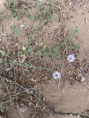 Glandularia tenera
