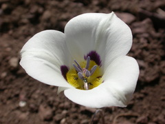 Calochortus bruneaunis