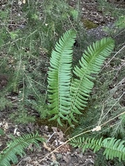 Polystichum munitum
