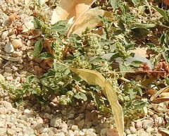 Amaranthus deflexus