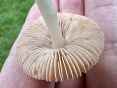 Volvariella