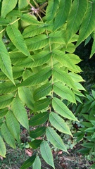 Juglans nigra